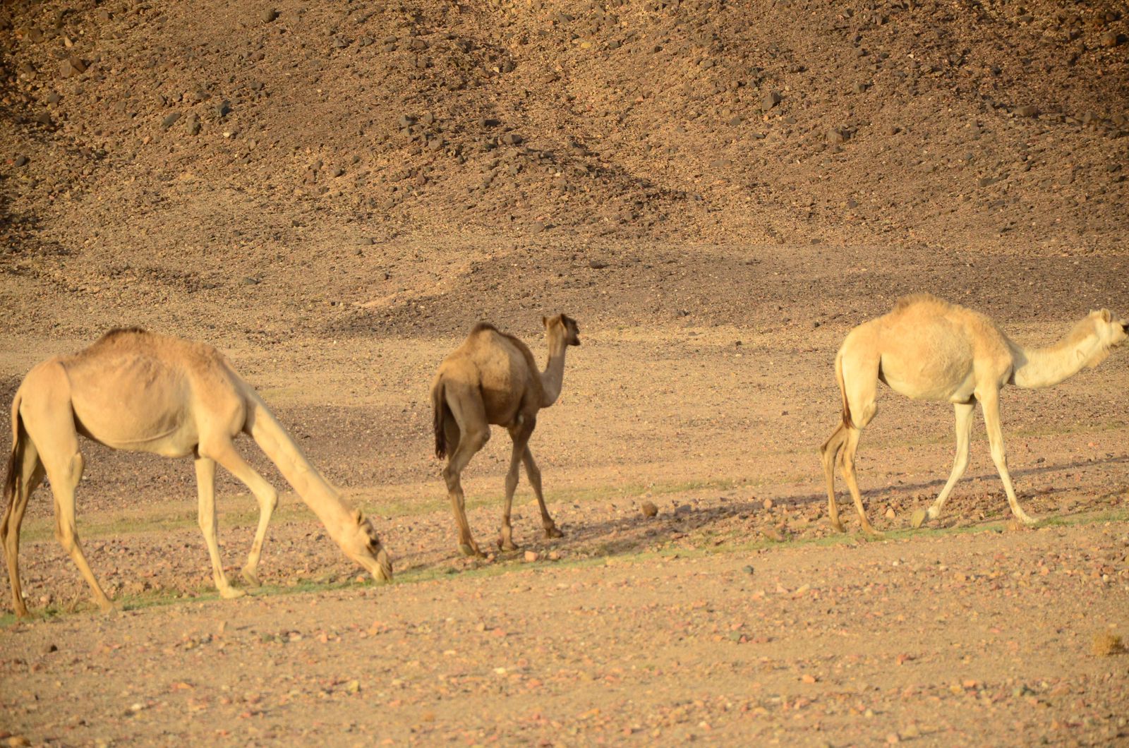 صحراء الغردقة 