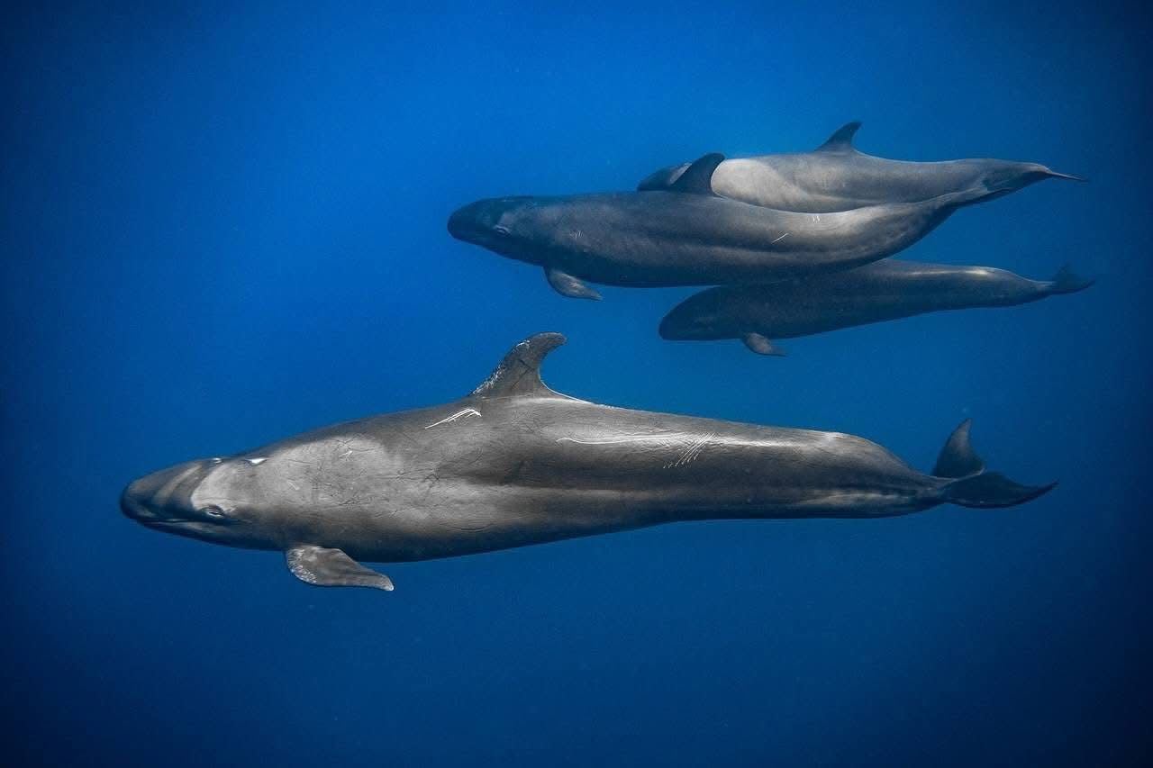 دلافين،ذات أنواع مختلفة