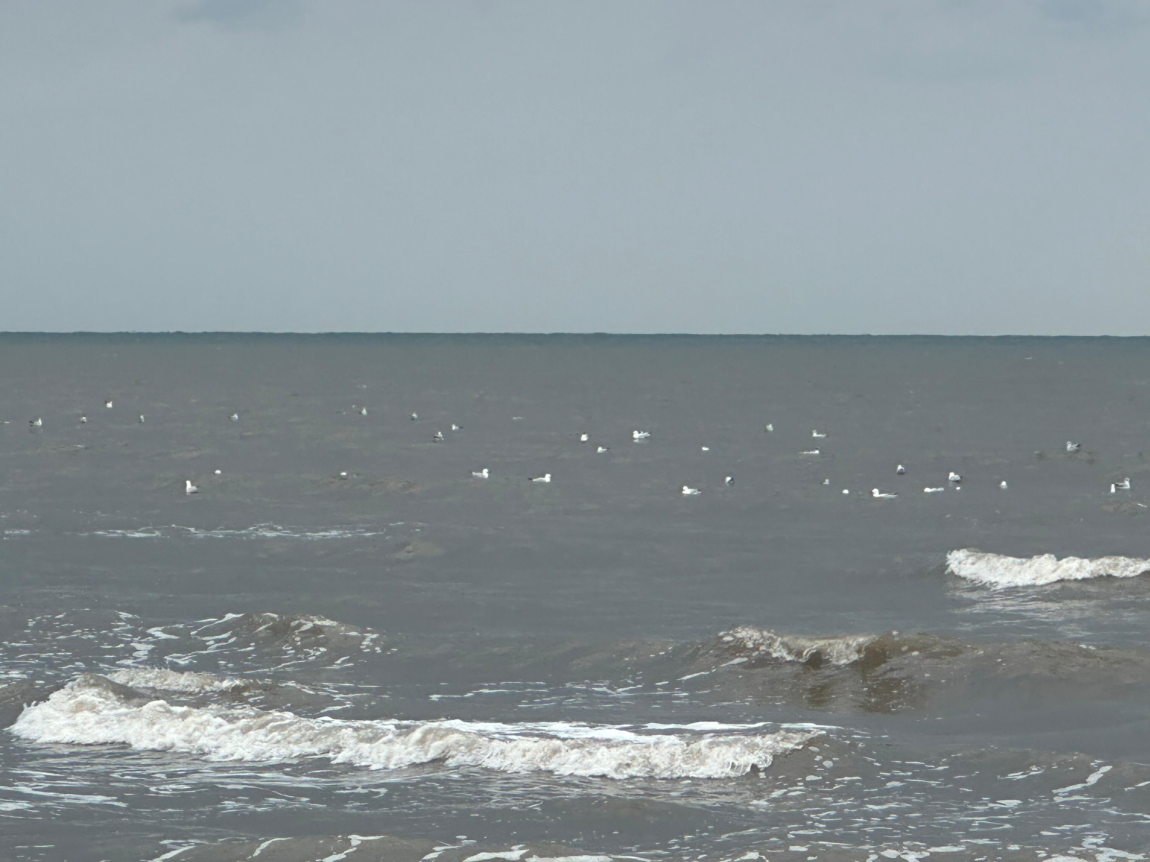 النورس يرقد ببورسعيد