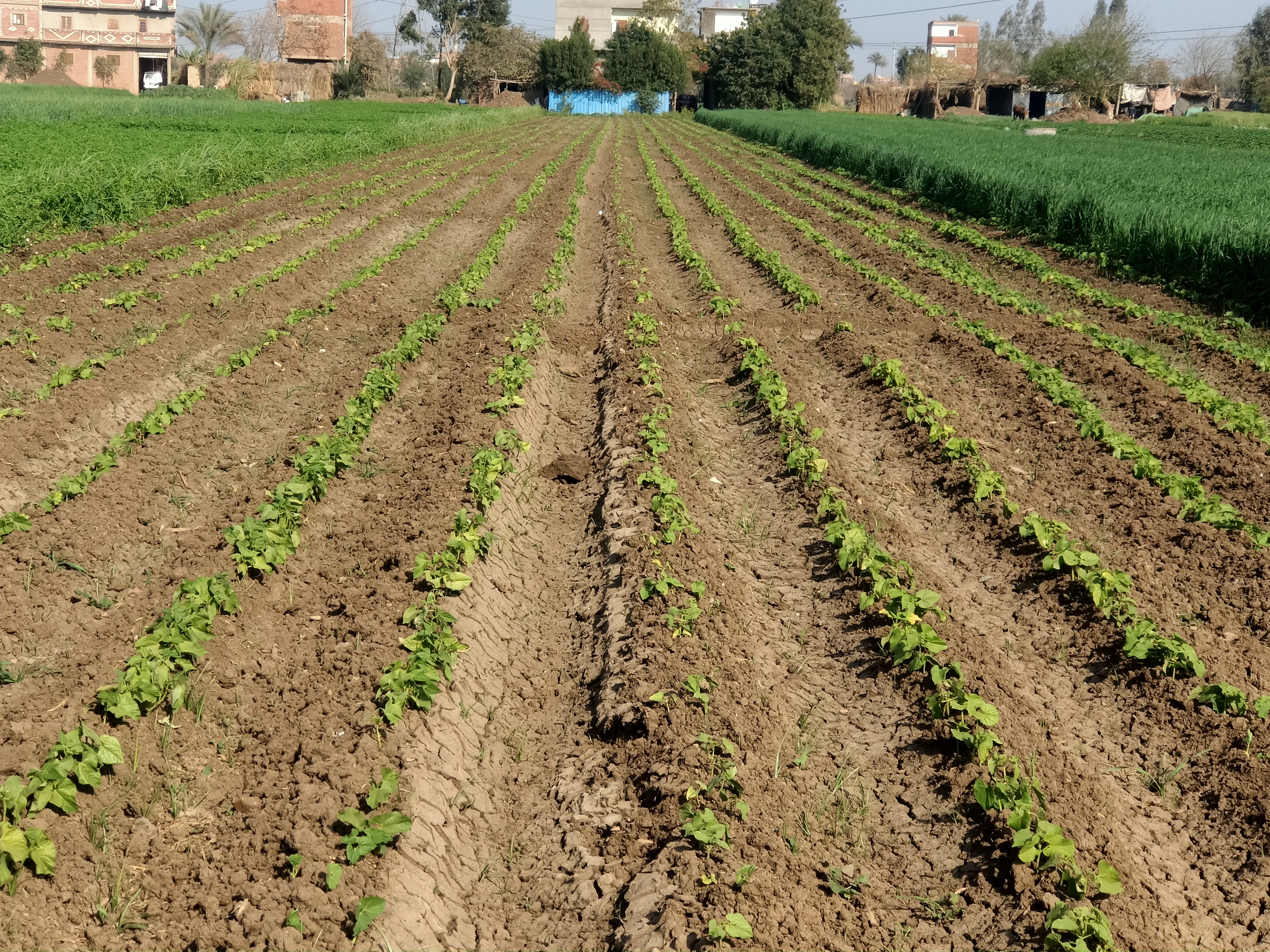 محصول الفاصوليا