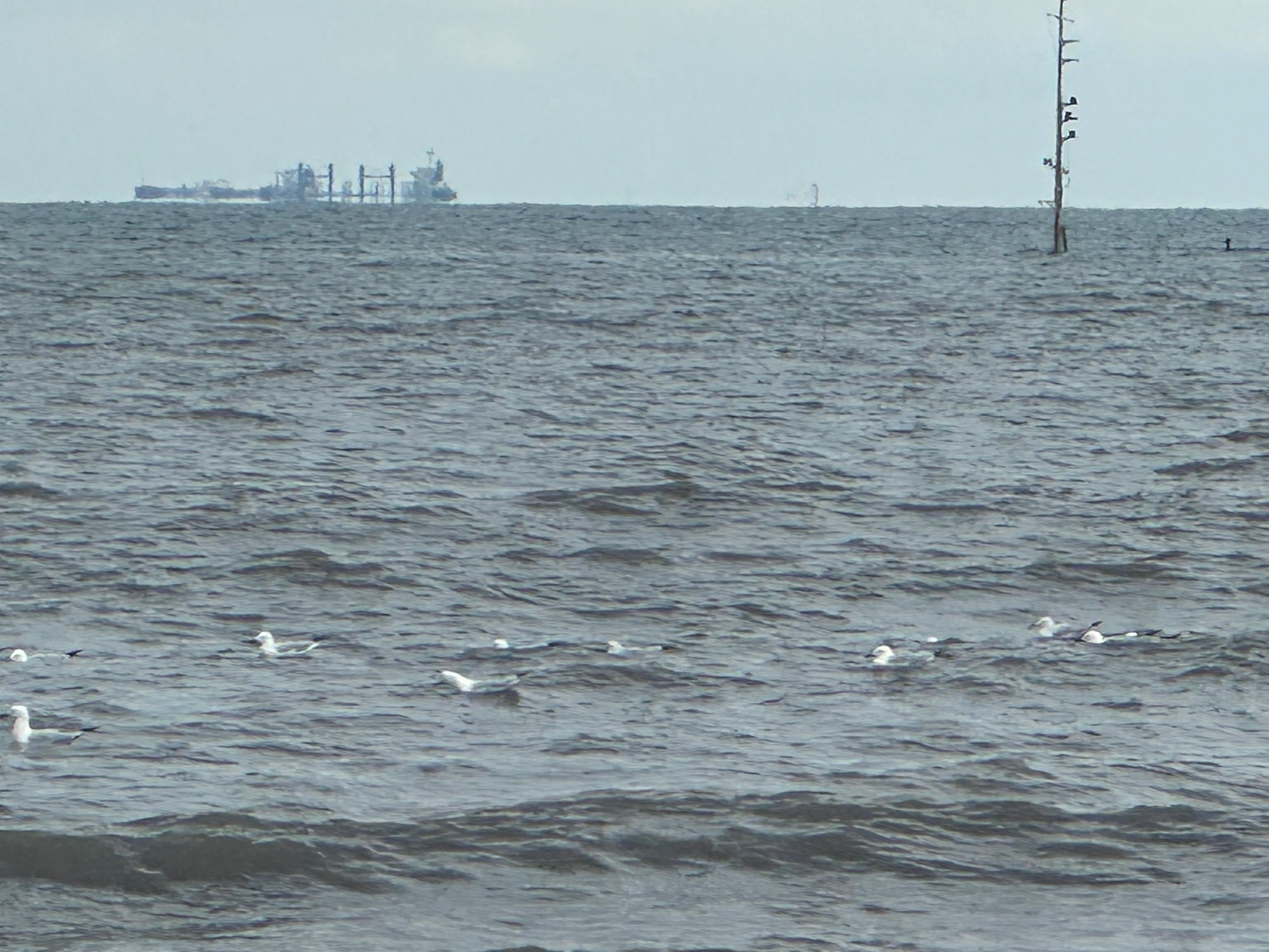 النورس يرقد