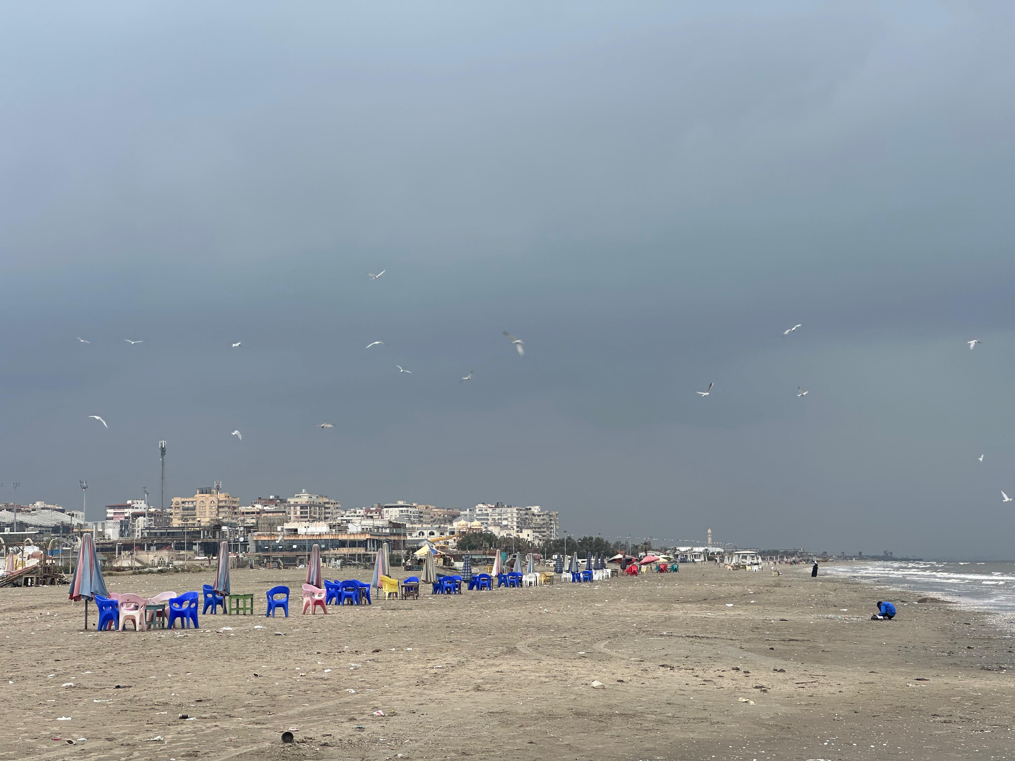 النورس يحلق في السماء