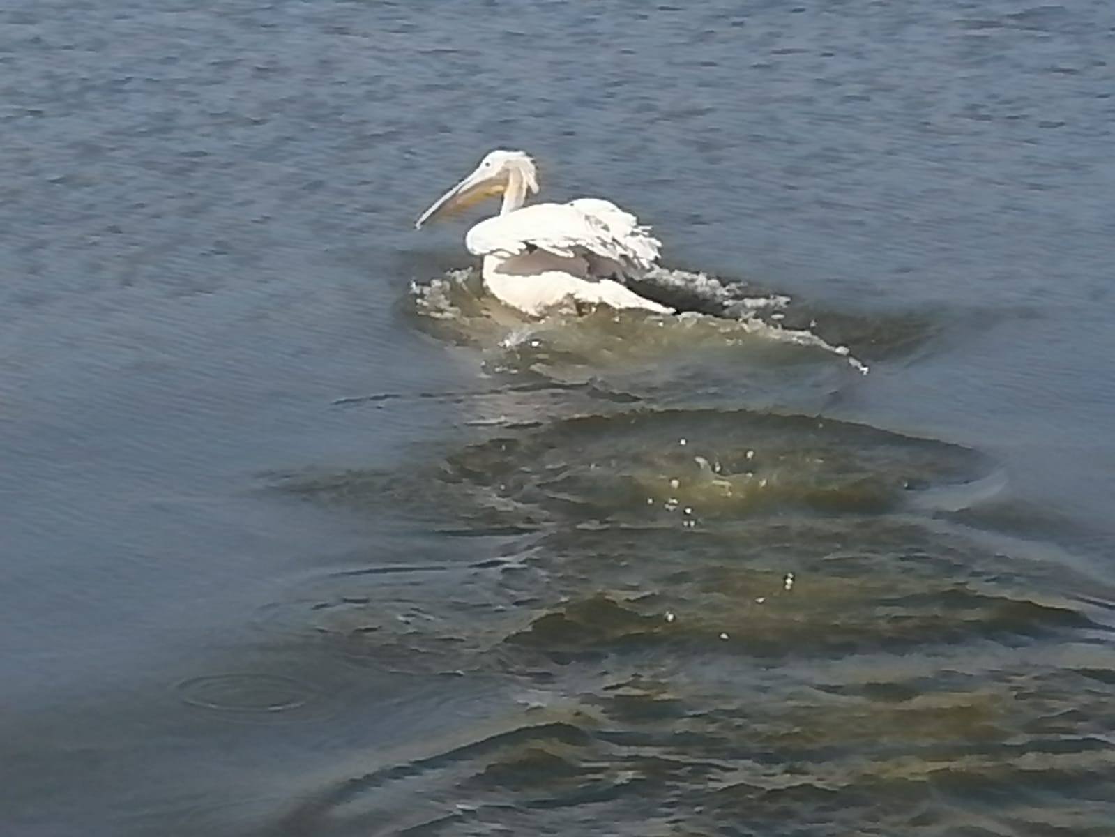 البجع البجع