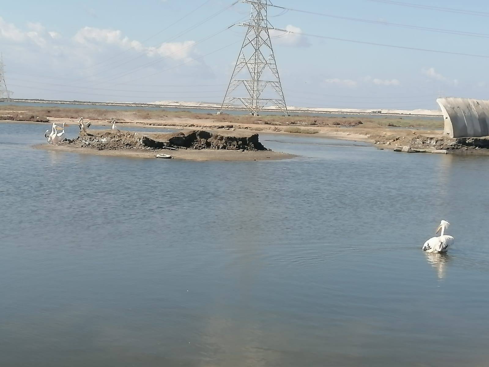 خلال استمتاع البجع ببئيته الطبيعية خلال استمتاع البجع ببئيته الطبيعية