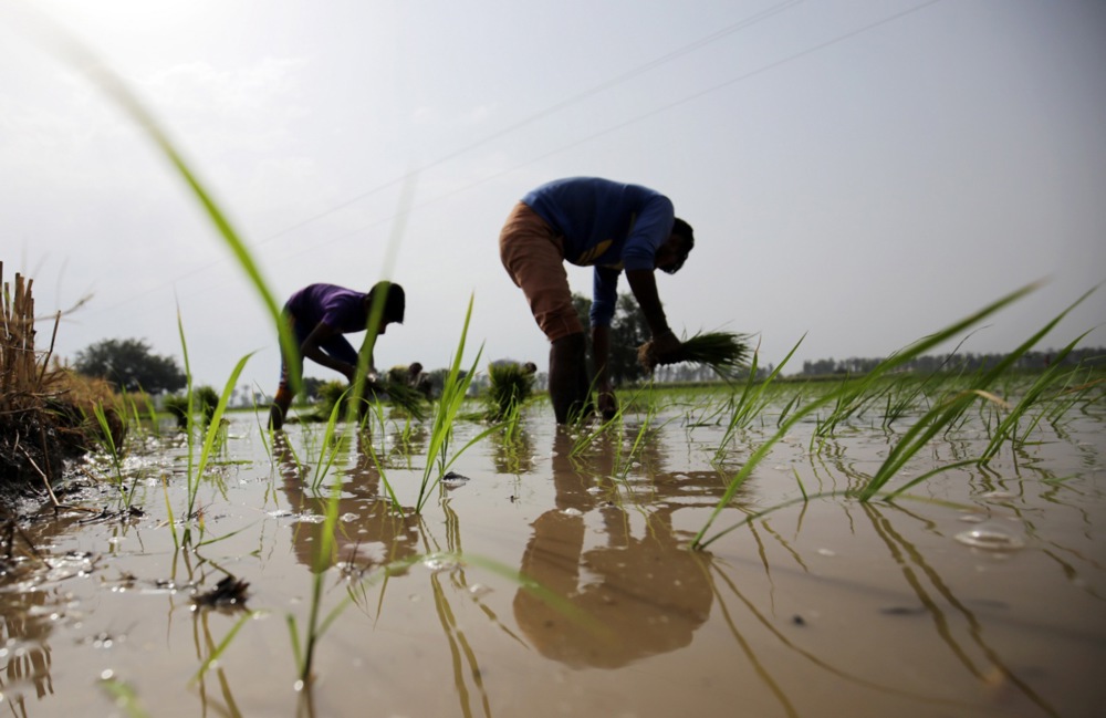 زراعة الأرز فى الهند (8)