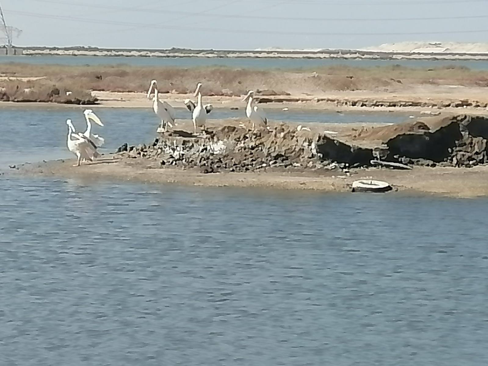 خلال اطلاق البجع خلال اطلاق البجع