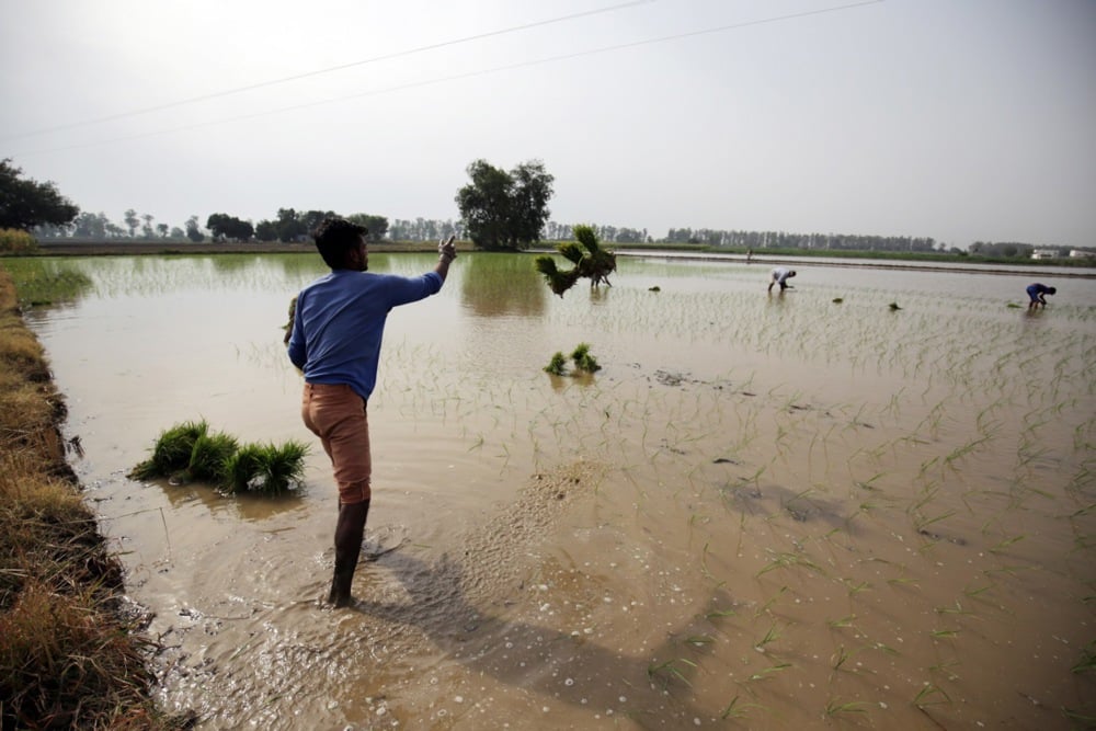 زراعة الأرز فى الهند (3)