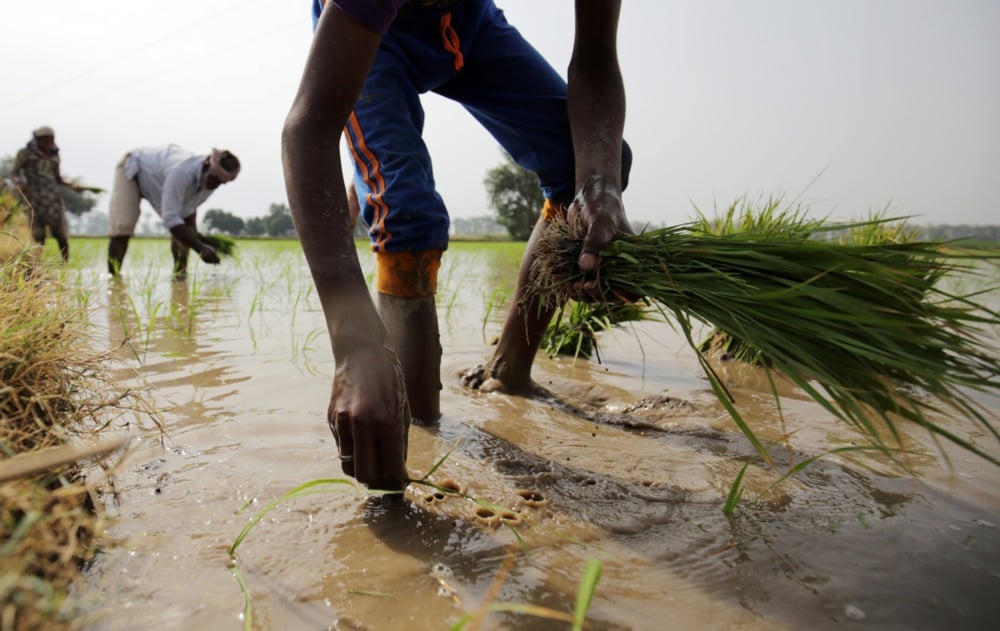 زراعة الأرز فى الهند (6)