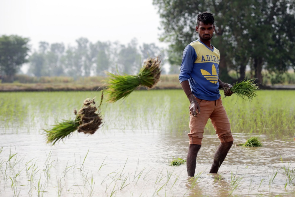 زراعة الأرز فى الهند (2)