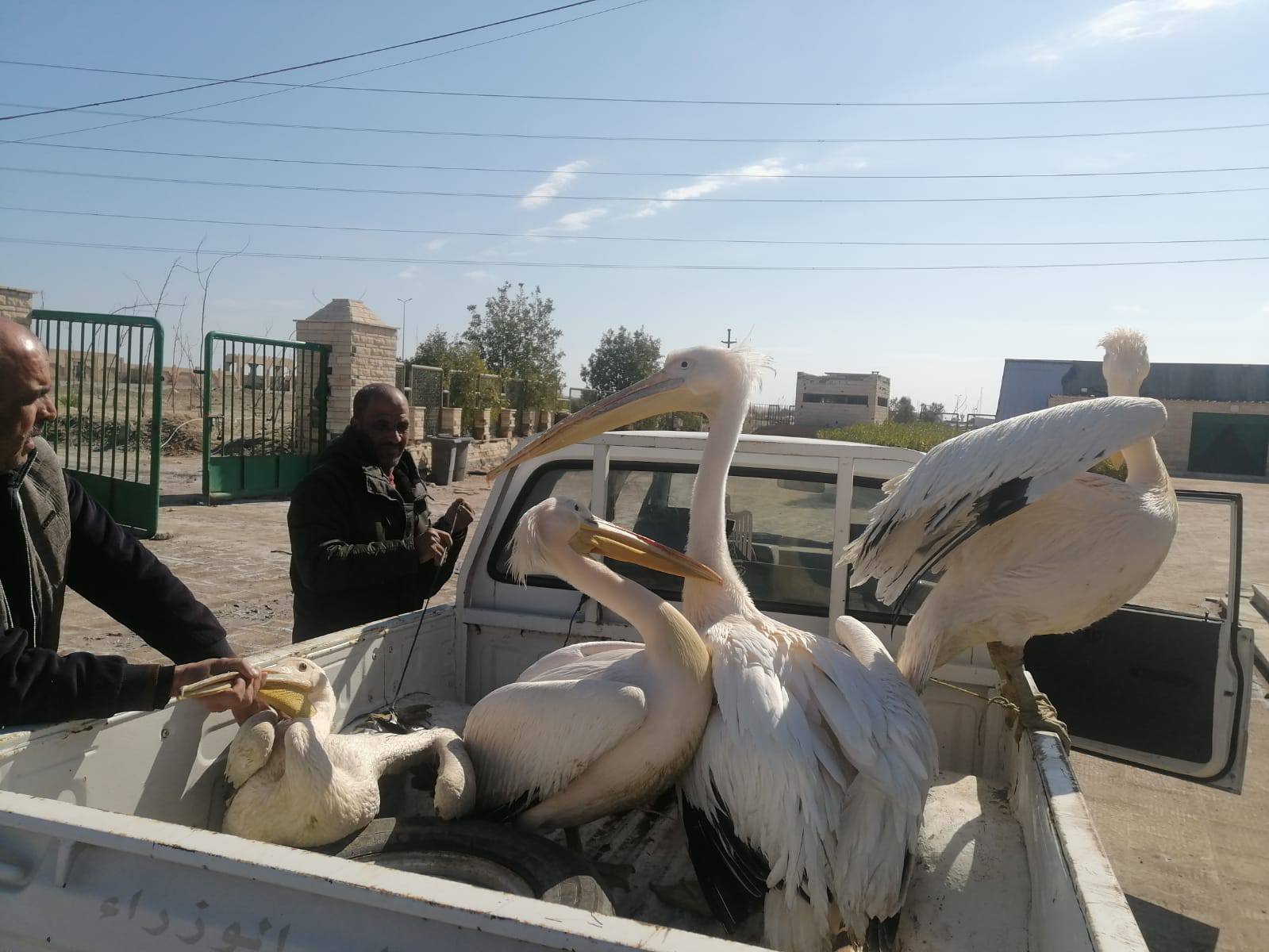 عقب وصول البجع للمحمية عقب وصول البجع للمحمية