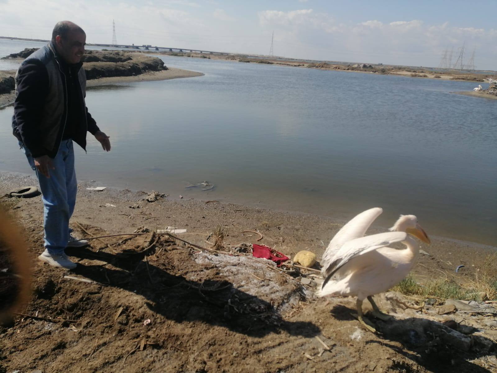 موظفى المحمية يطلقون البجع موظفى المحمية يطلقون البجع