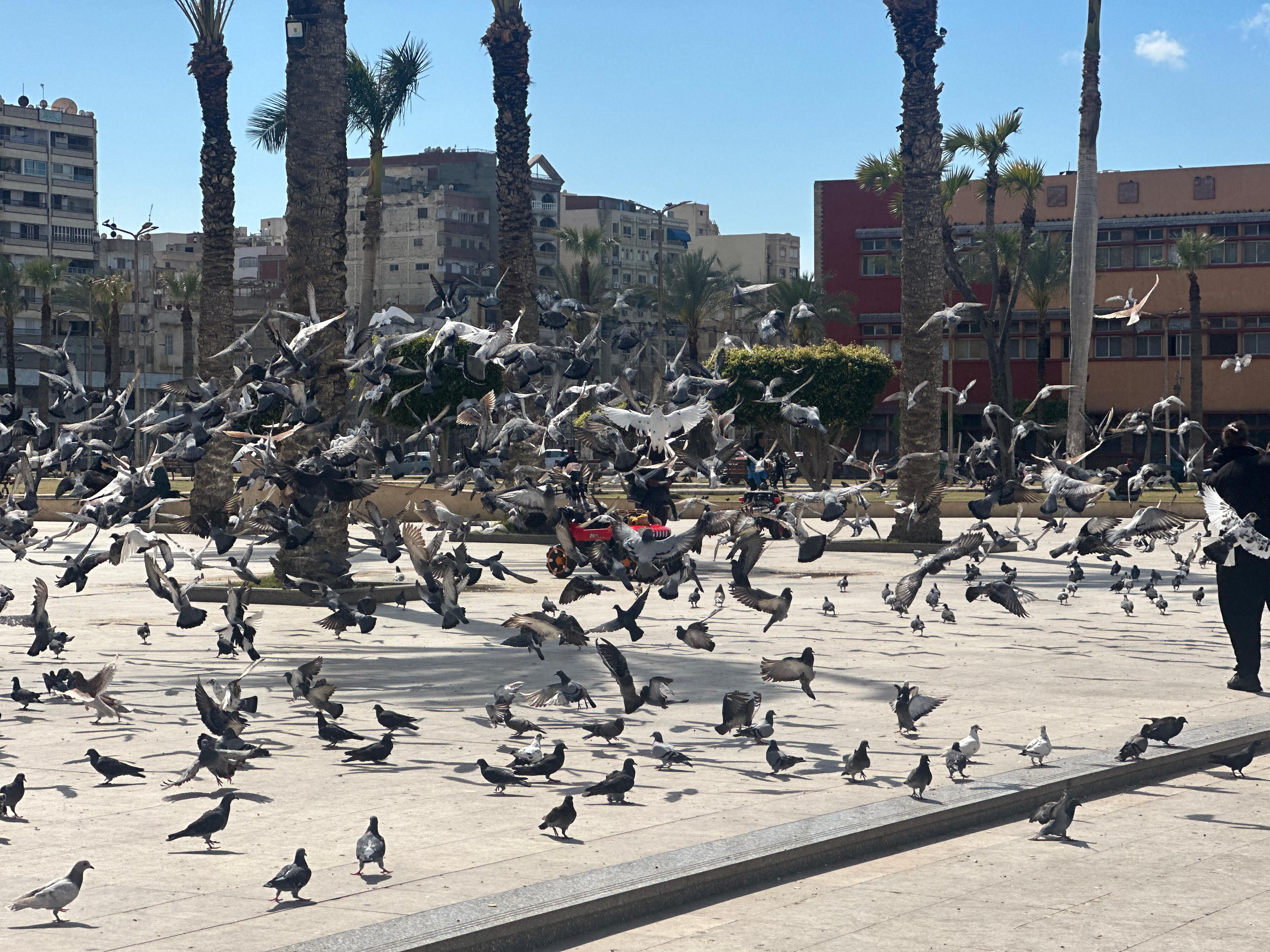 طيران للحمام في بورسعيد طيران للحمام في بورسعيد