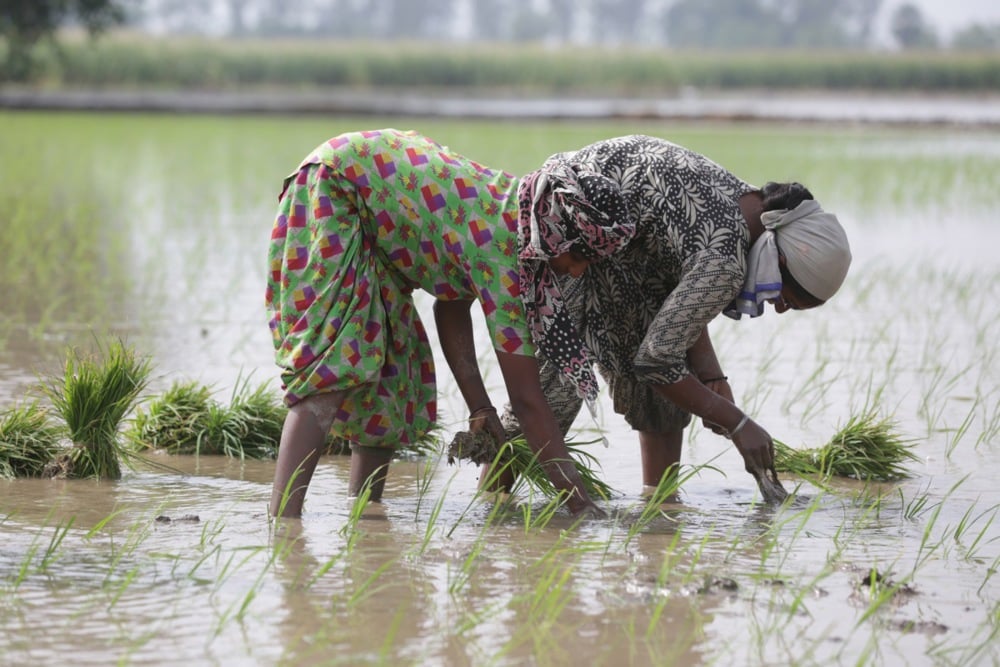 زراعة الأرز فى الهند (5)
