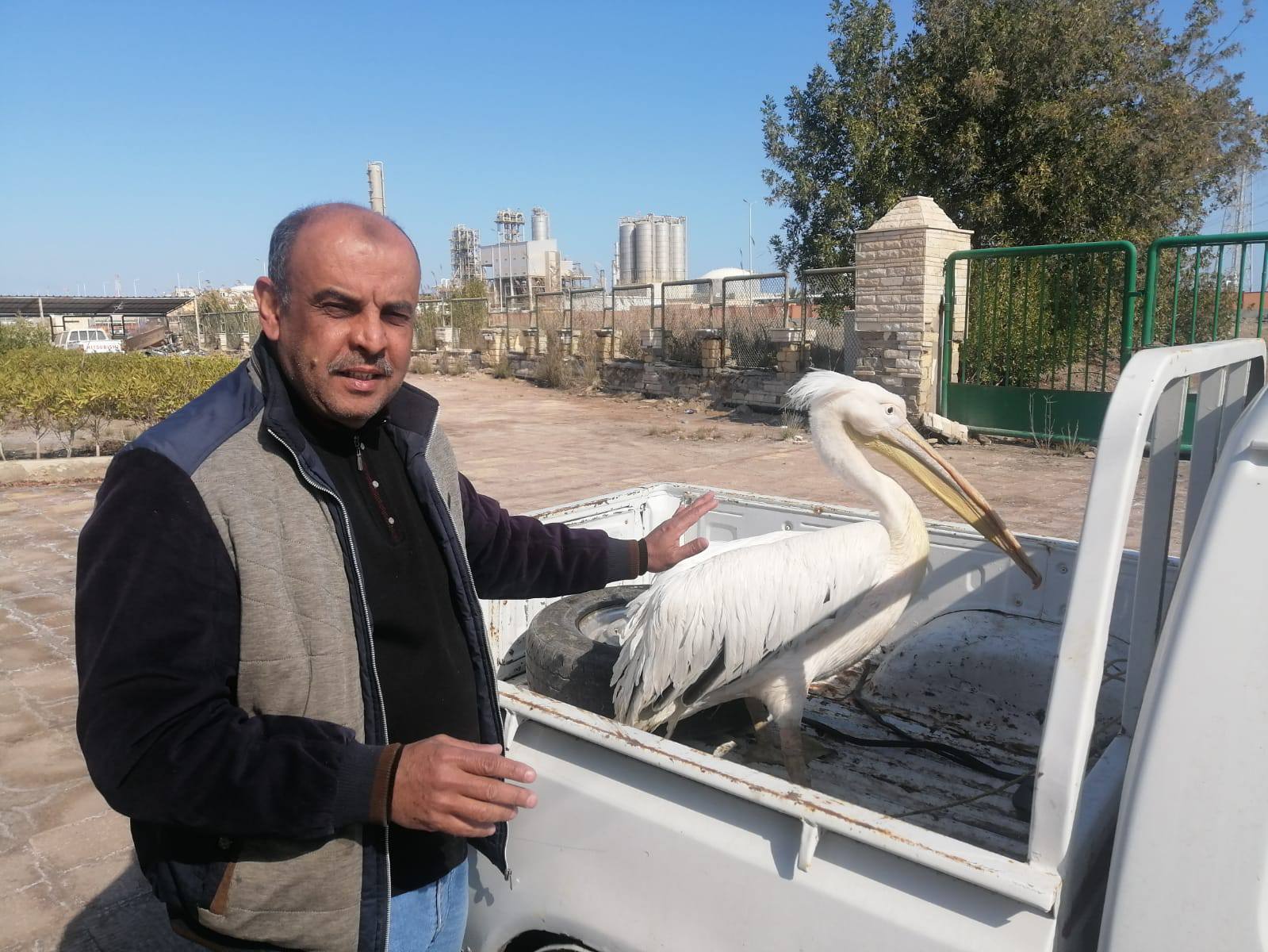 محمية اشتوم الجميل تستقب البجع محمية اشتوم الجميل تستقب البجع