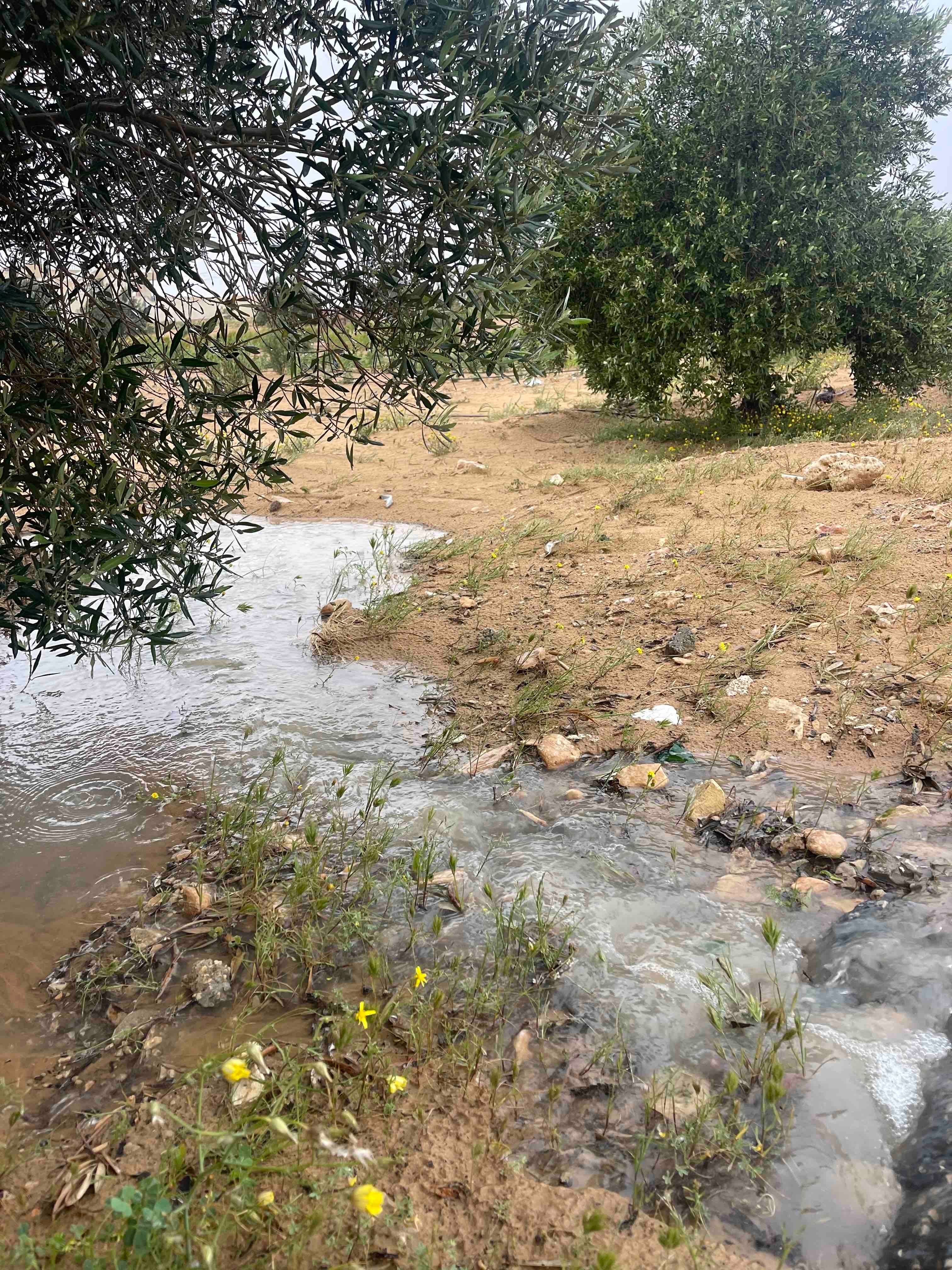 المطر تحت اشجار الزيتون