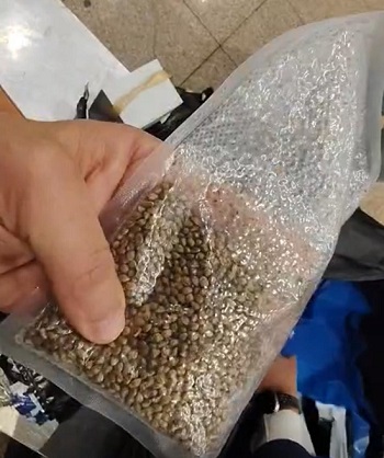 رجال الجمارك بمطار القاهرة ضبط الكمية من المخدرات (12)