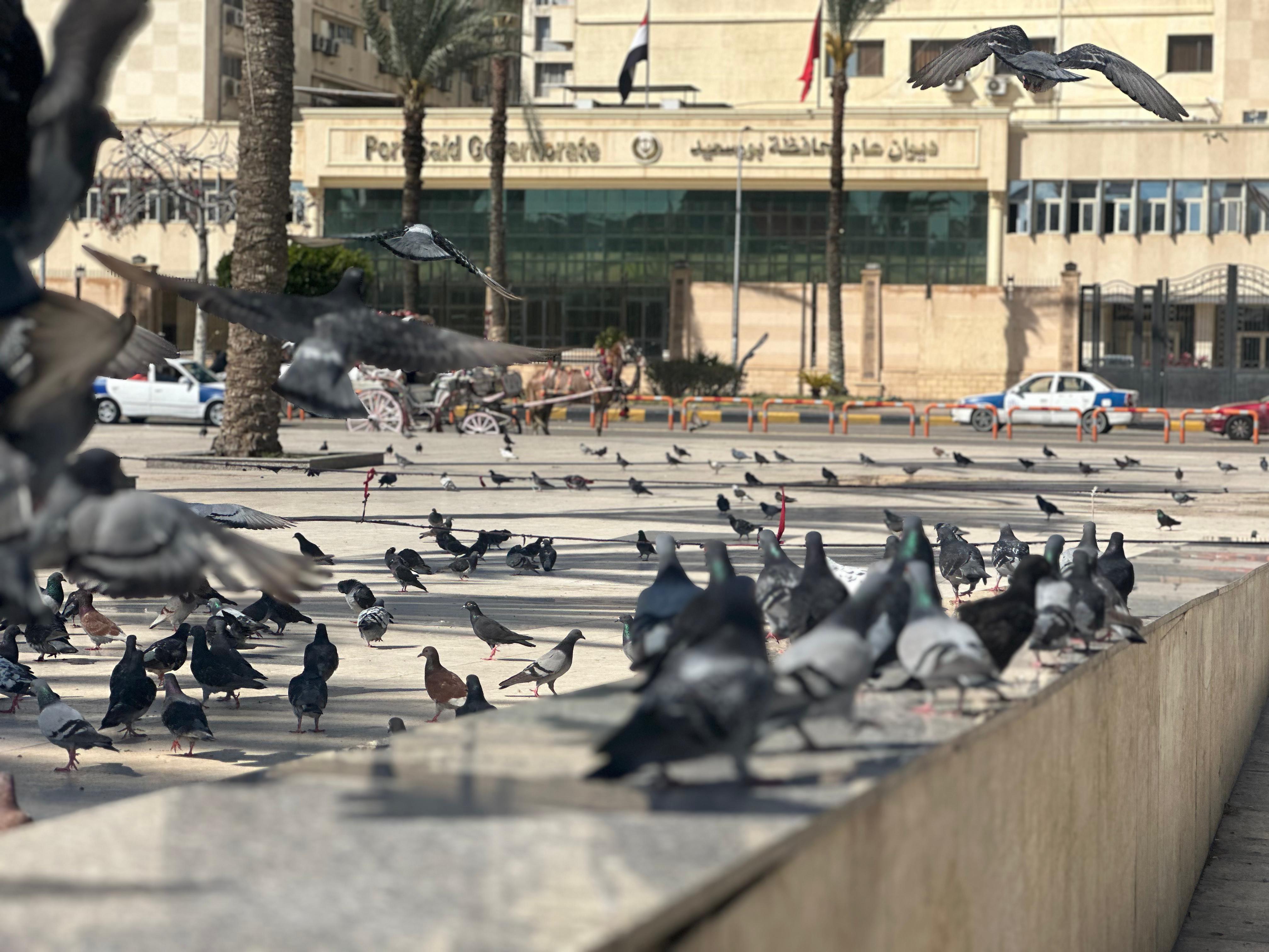 طيران الحمام طيران الحمام