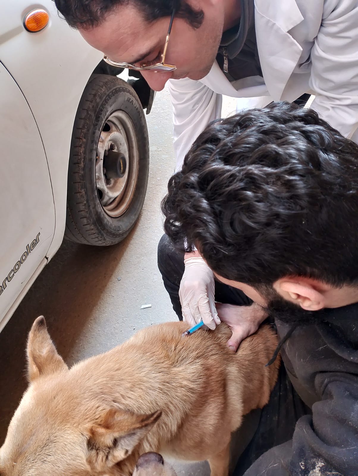 التطعيم ضد مرض السعار