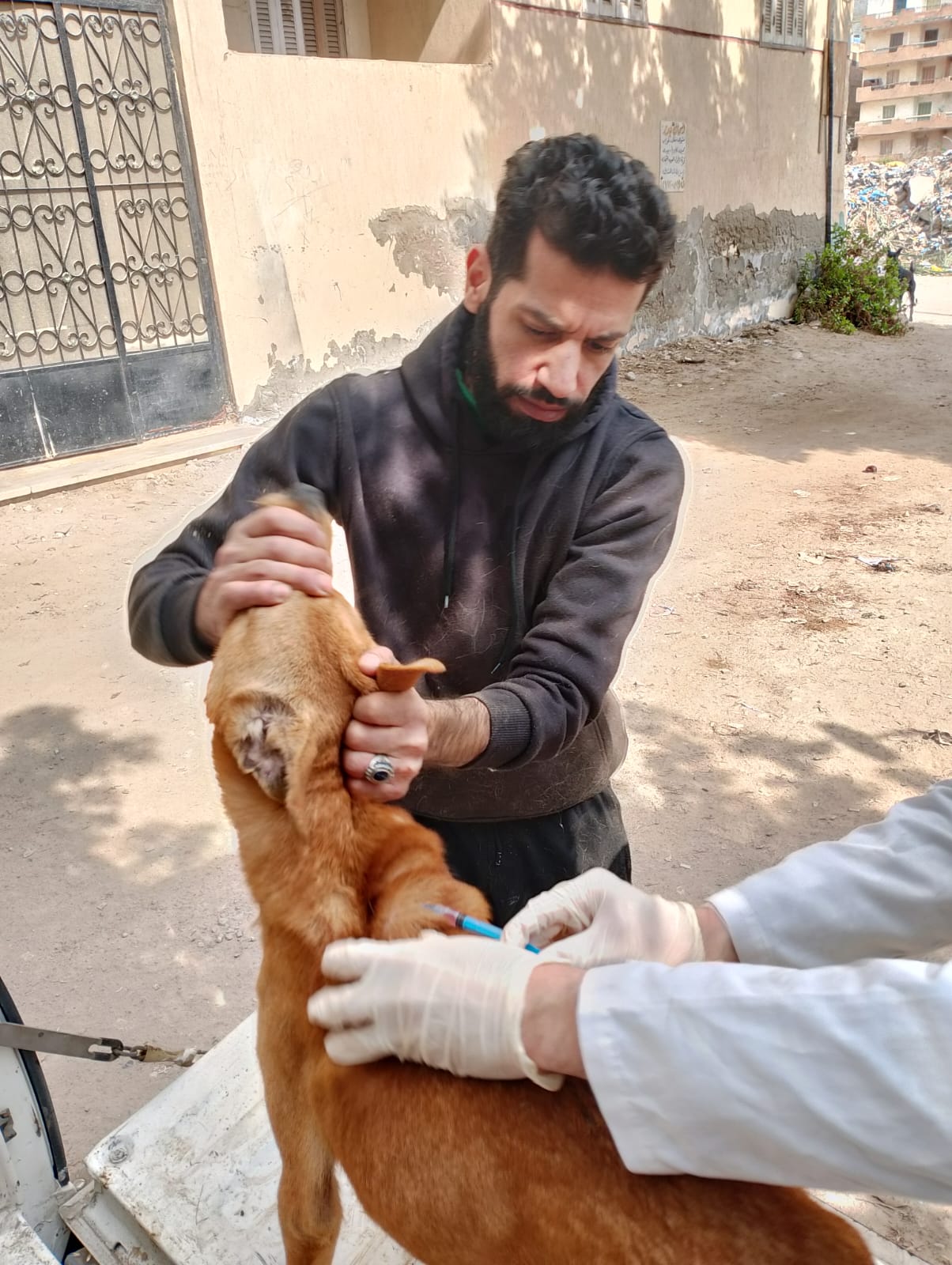 حملات التطعيم بالاحياء