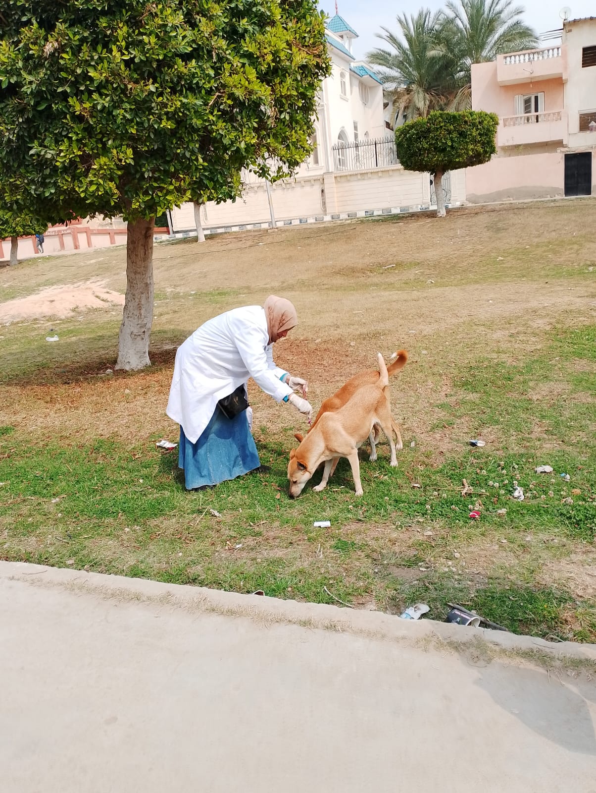 تطعيم الكلاب الضاله