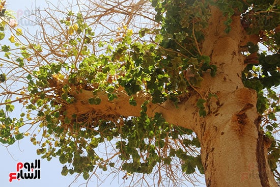 شجرة-الكوروبيتا-_1