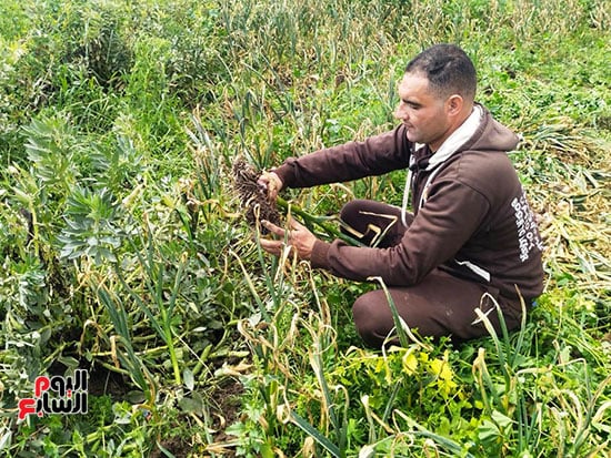 أثناء-الحصاد