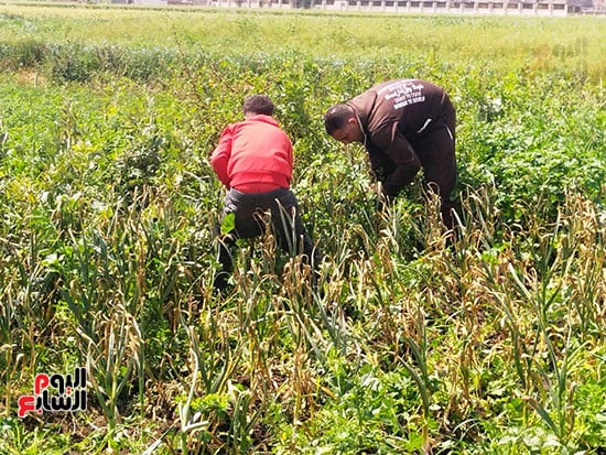 الكل-يشارك-في-الحصاد