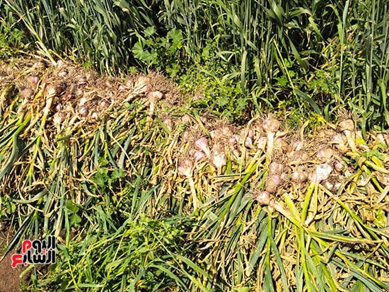 بعد-حصاد-الثوم