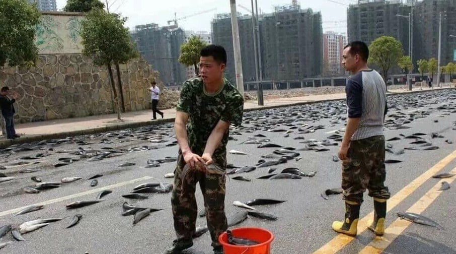 مطر الأسماك مطر الأسماك