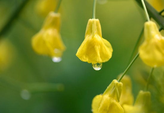 زهور السلجم وروعة الطبيعة الخلابة