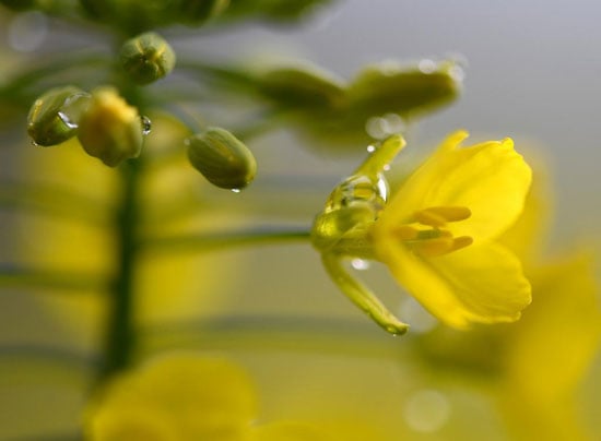 زهور السلجم المتفتحة