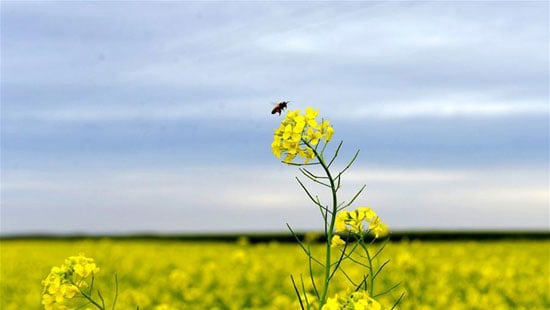 زهور السلجم