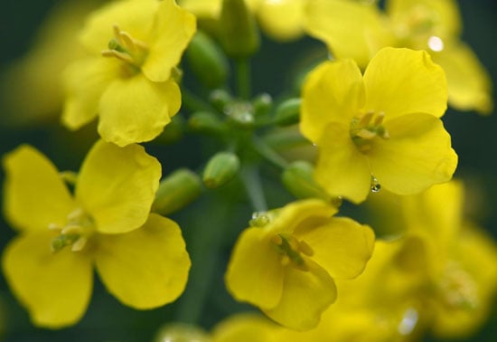 زهرة  السلجم