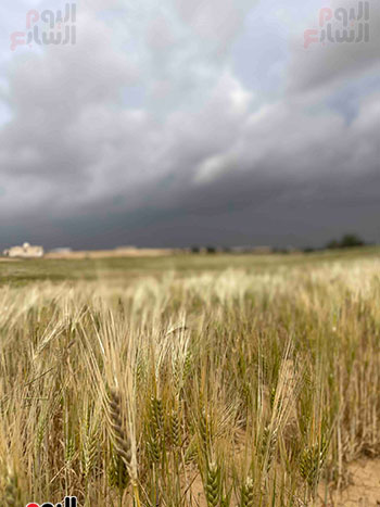 سنابل-القمح-والشعير-
