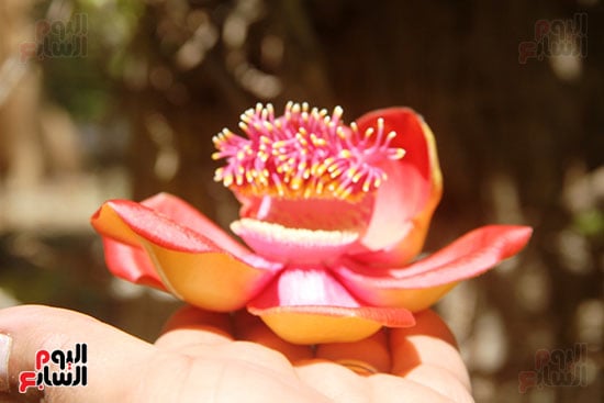 زهرة-الكوروبيتا-