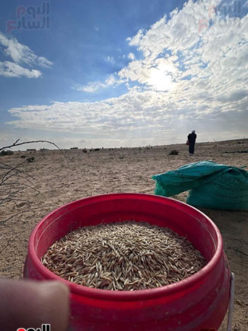 بذور-الشعير-