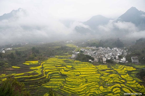 حقول السلجم