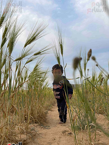 تطاول-السنابل-