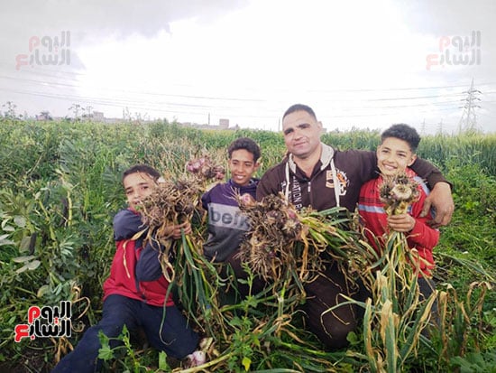 فرحة-حصاد-الثوم