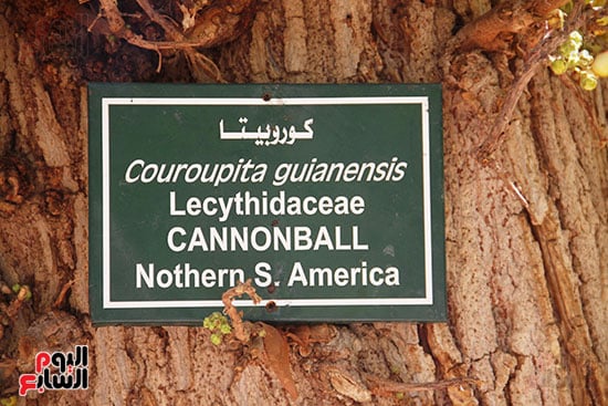 الكوروبيتا-شجرة-موطنها-أمريكا-الجنوبية-