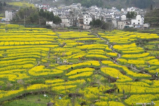 حقول زهور السلجم الذهبية