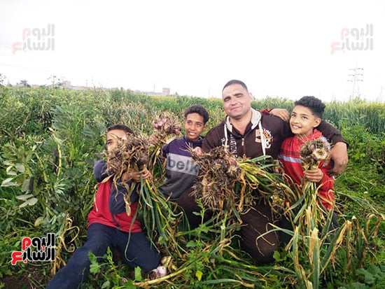 حصاد-الثوم-في-القليوبية