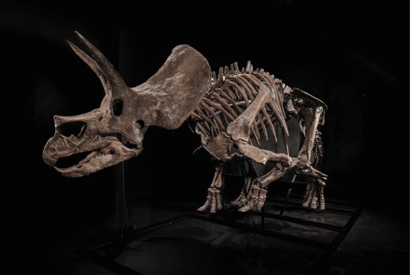 هيكل عظمى لديناصور ترايسيراتوبس هيكل عظمى لديناصور ترايسيراتوبس