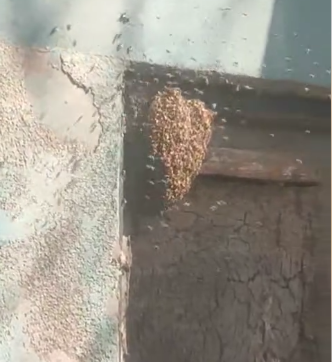 الخلية على الباب