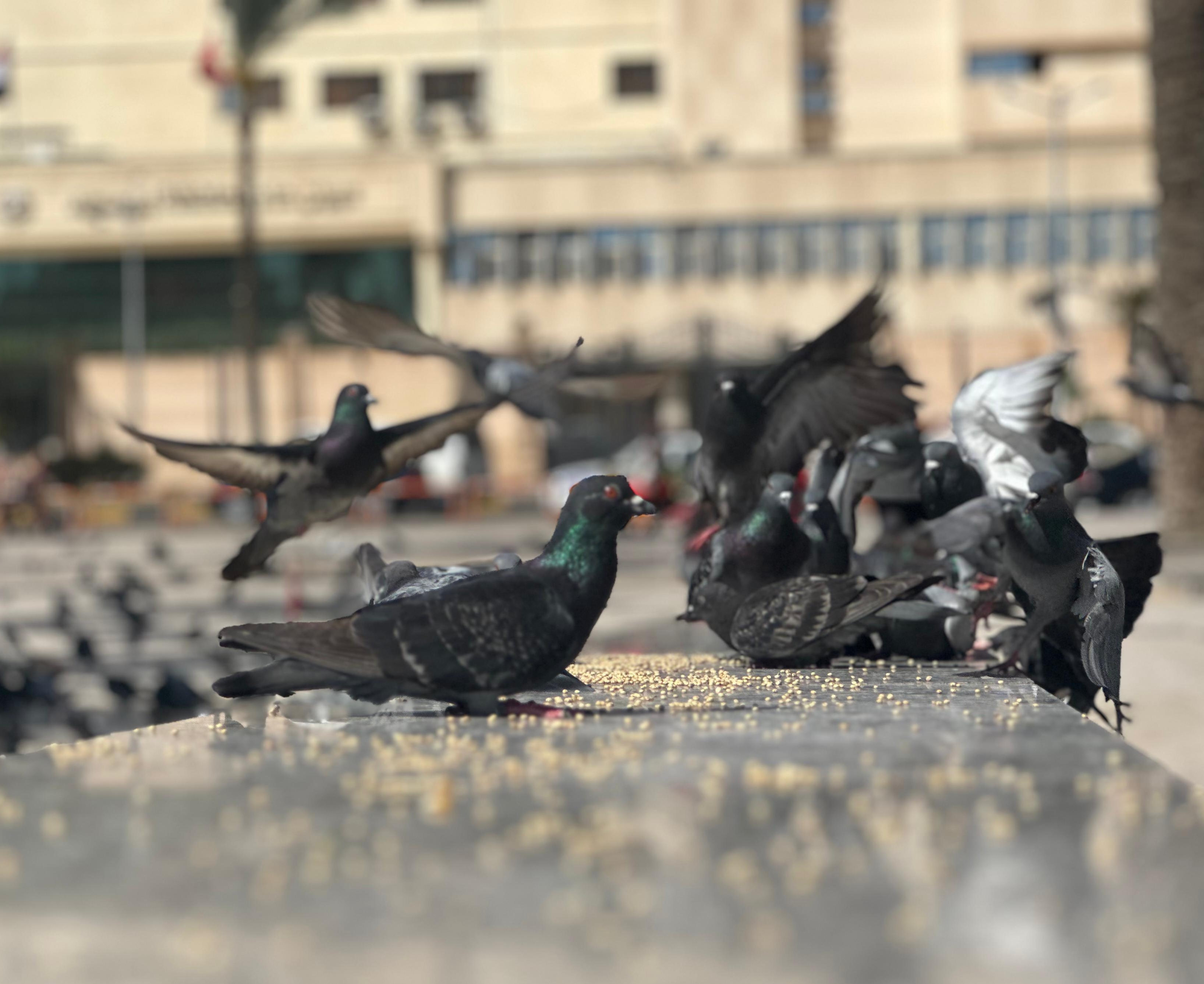 الحمام ببورسعيد الحمام ببورسعيد