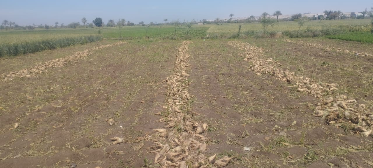 محصول البنجر (5)