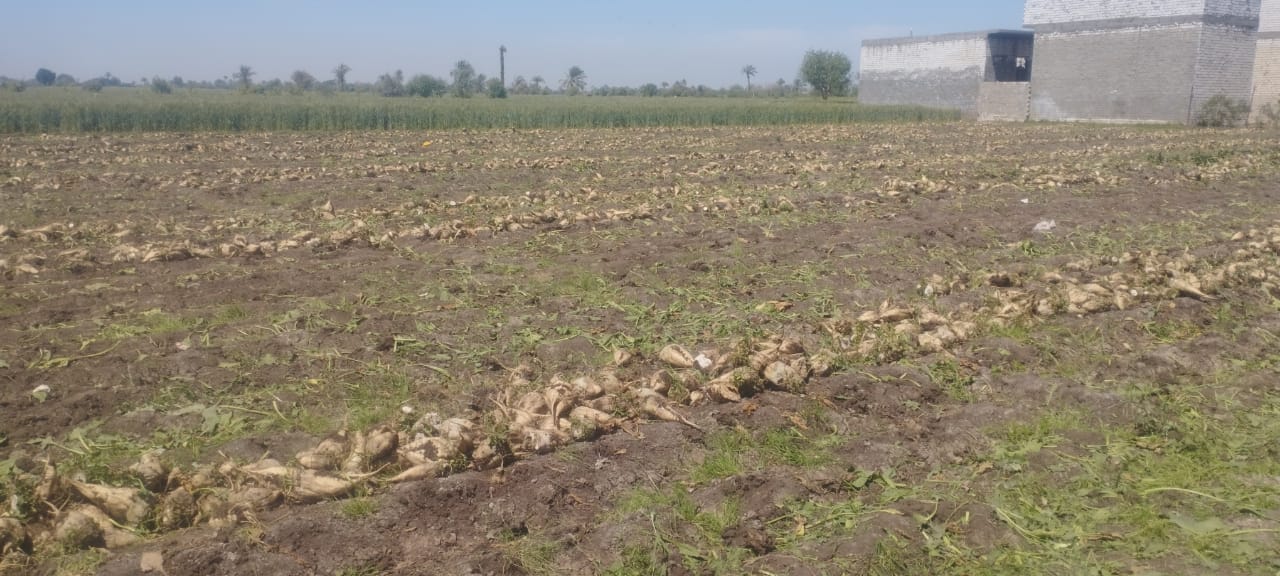 محصول البنجر (2)