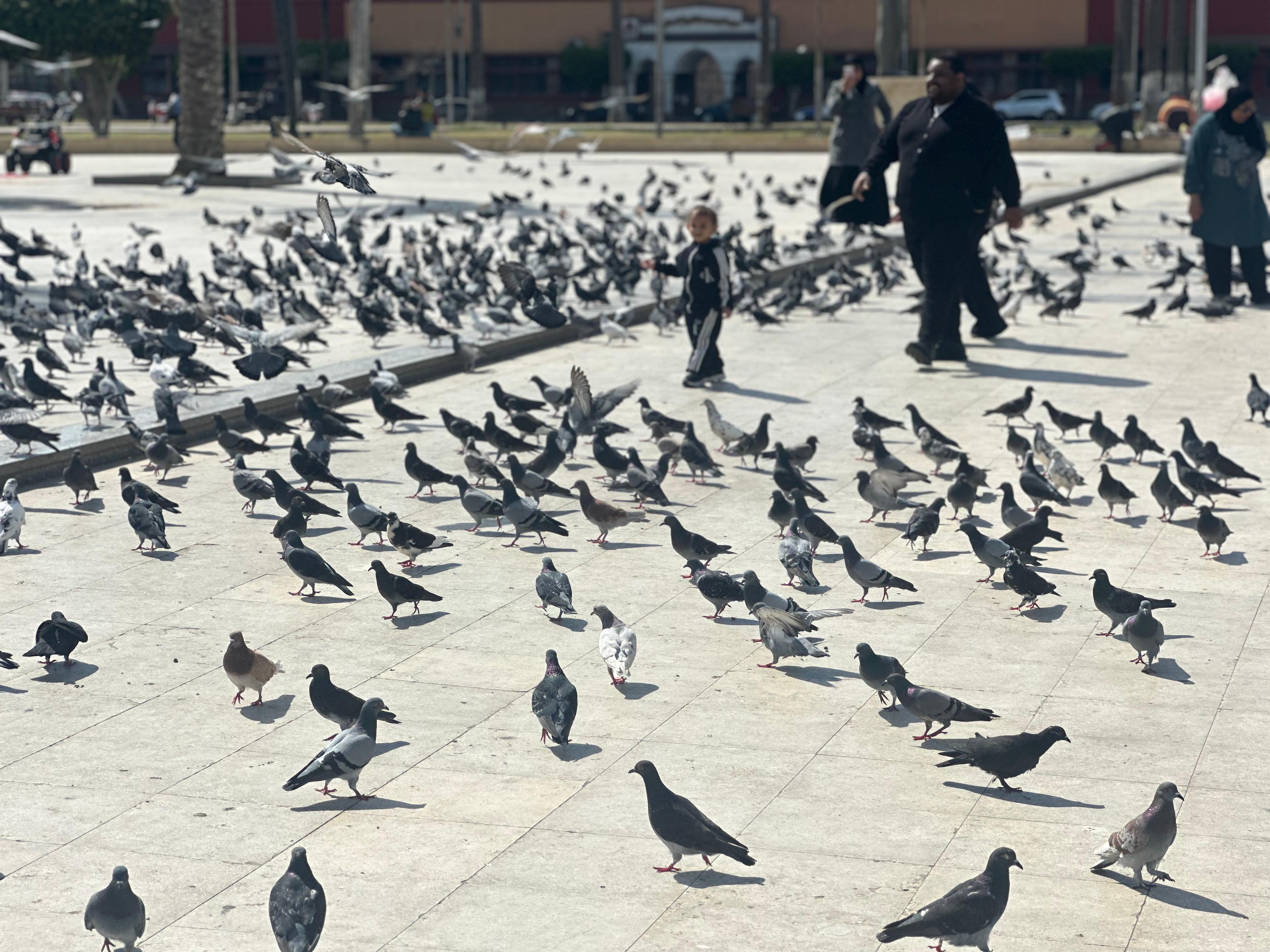 الاهالي يداعبون الحمام الاهالي يداعبون الحمام