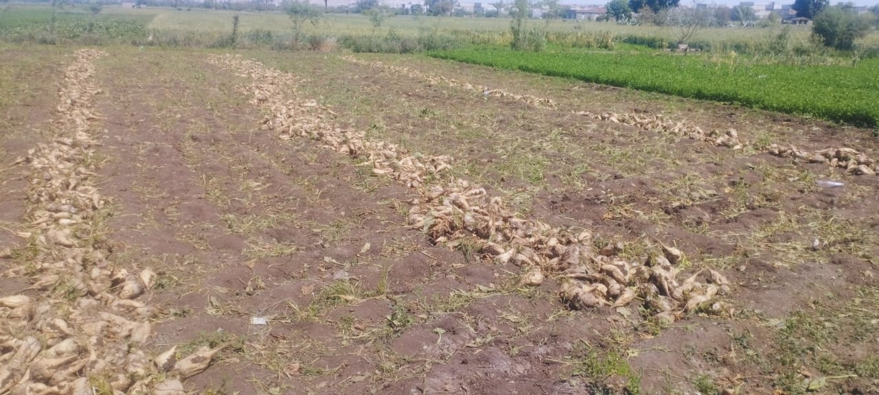 محصول البنجر (3)