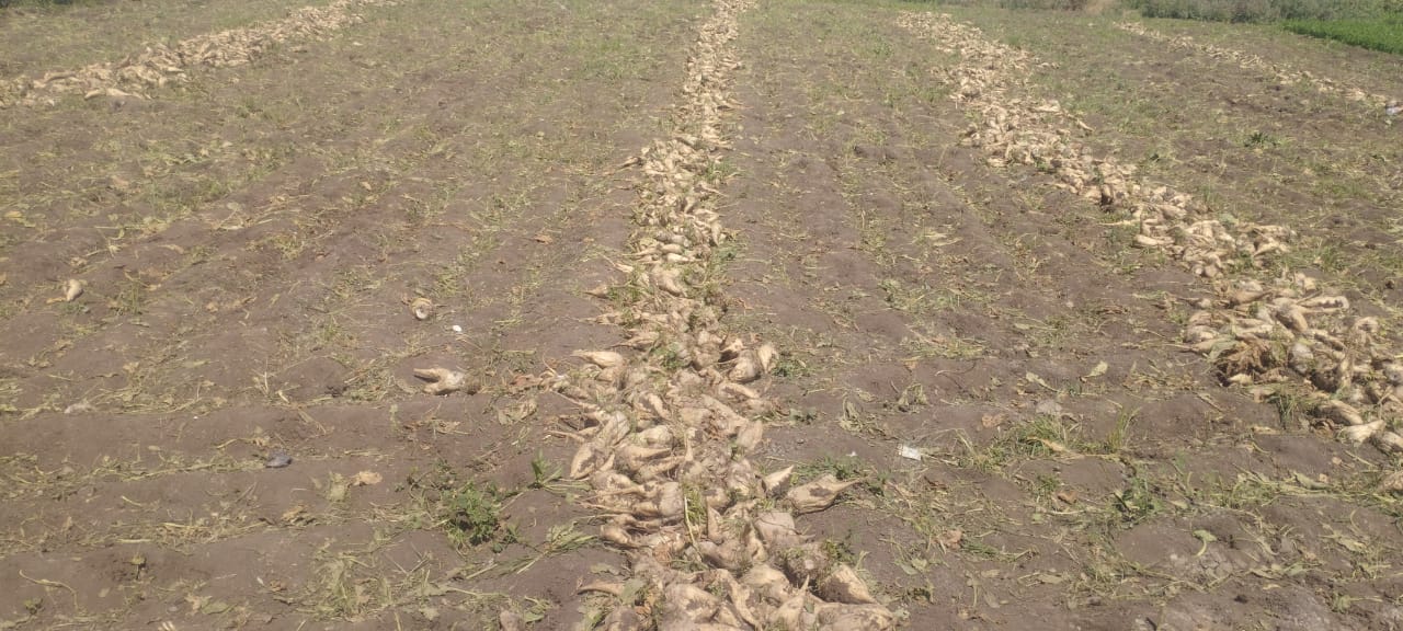 محصول البنجر (6)